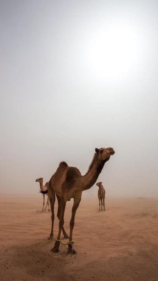 Wadirum Zeid Camp&Tours Wadi Rum Buitenkant foto